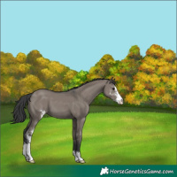 Horse Color:Grullo Sabino 