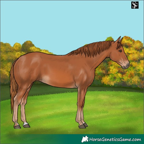 Horse Color:Chestnut 