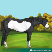 Horse Color:Black Frame Rabicano