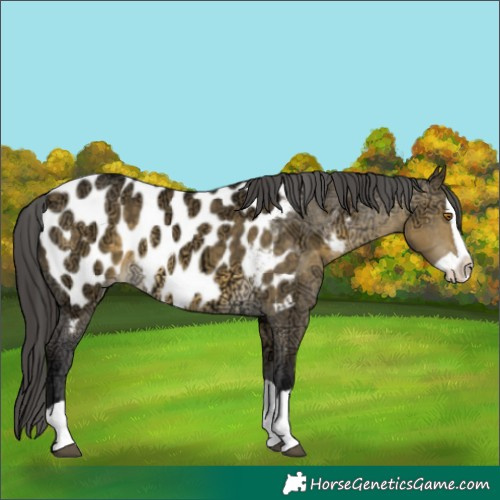 Horse Color:Buckskin Ice Dun Splash Blanket 