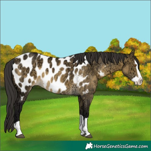 Horse Color:Buckskin Ice Dun Splash Appaloosa 