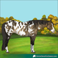 Horse Color:Buckskin Ice Dun Splash Appaloosa