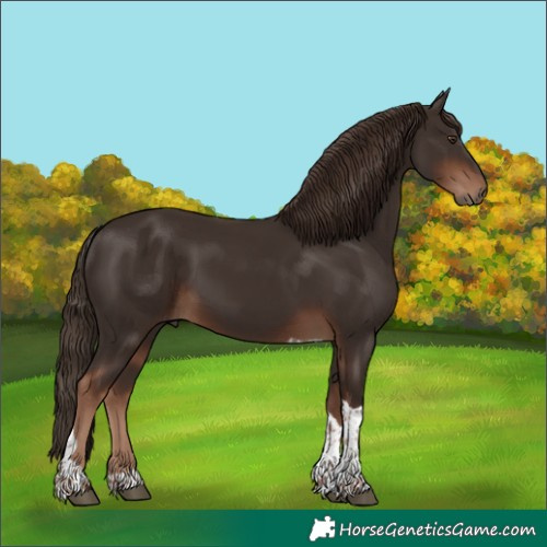 Horse Color:Liver Chestnut Tobiano