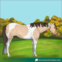 Horse Color:Bay Dun Tobiano 
