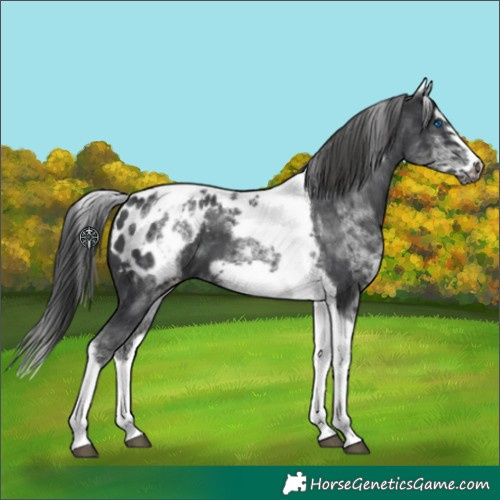 Horse Color:White Spotted Black Splash Tobiano Frame Appaloosa 