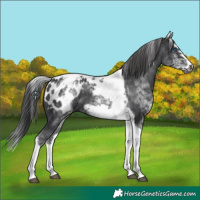 Horse Color:White Spotted Black Splash Tobiano Frame Appaloosa 