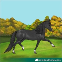 Horse Color:Black 