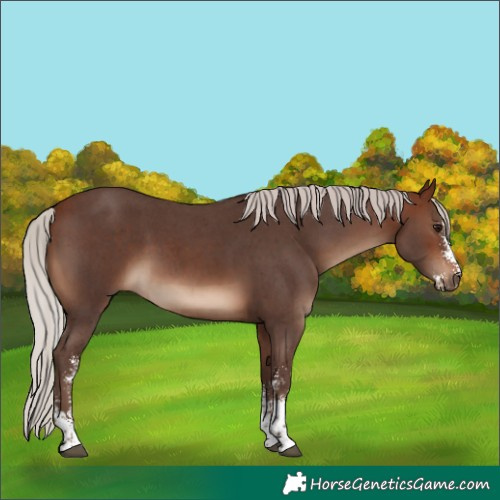 Horse Color:Silver Bay Sabino 