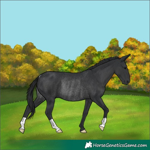 Horse Color:Black Rabicano 
