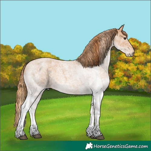 Horse Color:White Spotted Red Roan 
