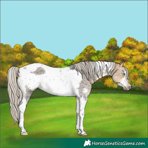 Horse Color:Silver Buckskin Sabino Tobiano Frame 