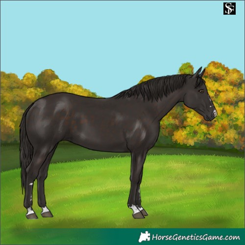 Horse Color:Liver Chestnut 