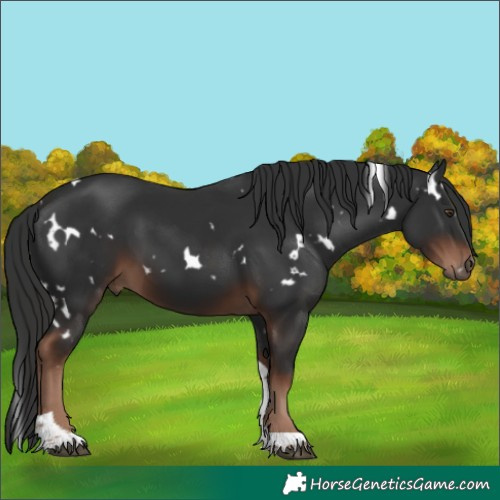 Horse Color:White Spotted Liver Chestnut Tobiano