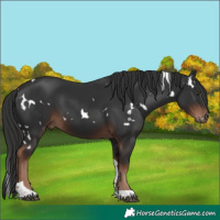 Horse Color:White Spotted Liver Chestnut Tobiano 