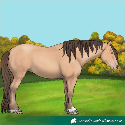 Horse Color:Amber Champagne 