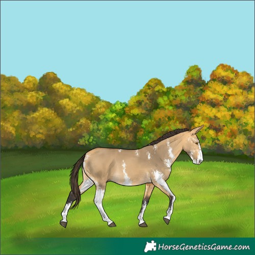 Horse Color:Buckskin Dun Sabino Rabicano 