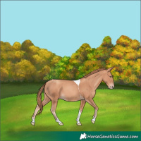 Horse Color:Gold Champagne Tobiano