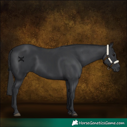 Horse Color:Black  and Black 