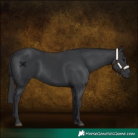 Horse Color:Black  and Black 