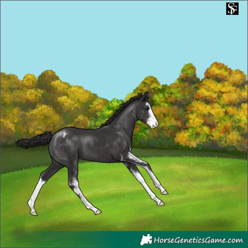 Horse Color:Smoky Black Sabino Appaloosa 