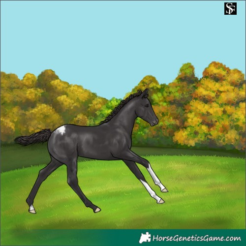 Horse Color:Smoky Black Varnish 
