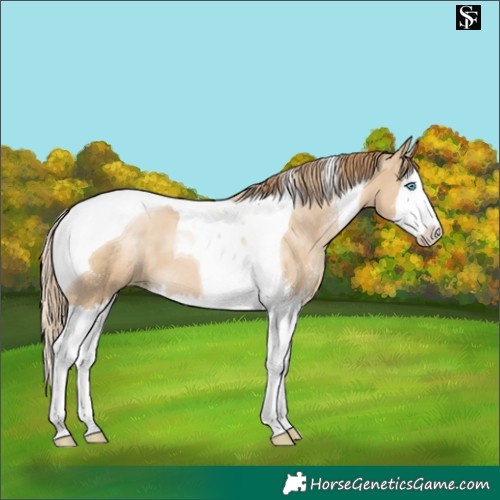Horse Color:Smoky Black Snowdrop Sabino Splash Tobiano 