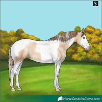 Horse Color:Smoky Black Snowdrop Sabino Splash Tobiano 