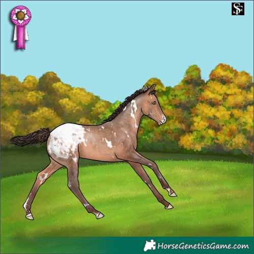 Horse Color:White Spotted Sable Champagne Sabino Appaloosa 