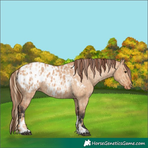 Horse Color:Red Dun Blanket  and Bay Dun Blanket 