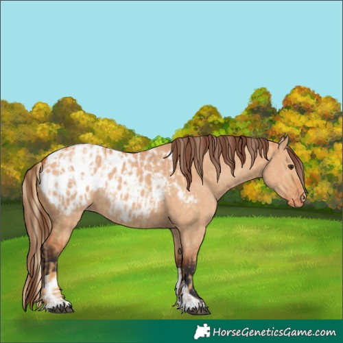 Horse Color:Red Dun Appaloosa  and Bay Dun Appaloosa 