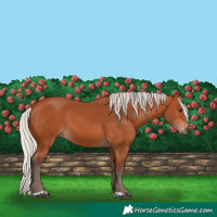 Horse Color:Silver Bay 