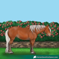 Horse Color:Silver Bay 