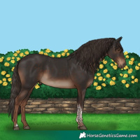 Horse Color:Liver Chestnut Tobiano