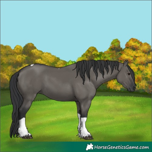 Horse Color:Grullo Tobiano 