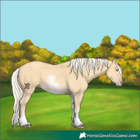 Horse Color:White Spotted Gold Cream Champagne 