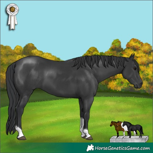 Horse Color:Black Tobiano