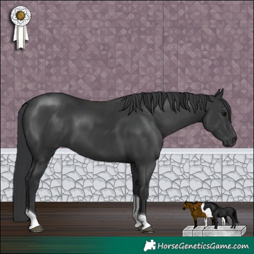 Horse Color:Black Tobiano 