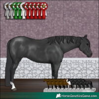 Horse Color:Black Tobiano 