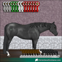 Horse Color:Black Tobiano 