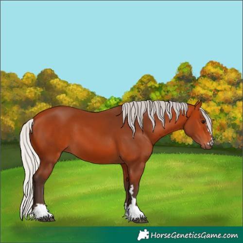 Horse Color:Silver Bay 
