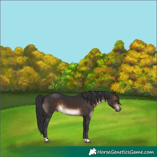 Horse Color:Brown 
