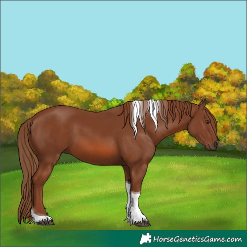 Horse Color:Chestnut Tobiano 