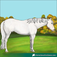 Horse Color:Silver Perlino Roan Rabicano 