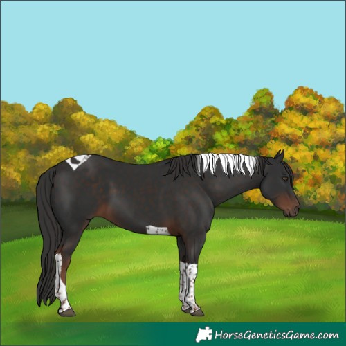 Horse Color:Unknown 