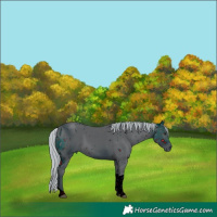 Horse Color:ERROR: UNKNOWN ANOMALY