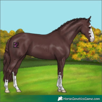 Horse Color:Chocolate Black