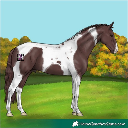 Horse Color:Chocolate Black Tobiano