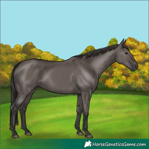 Horse Color:Smoky Grullo 