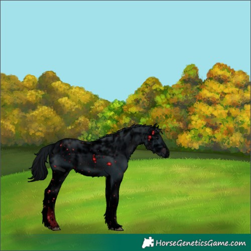 Horse Color:Unknown 