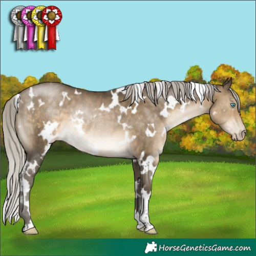 Horse Color:Gray White Spotted Silver Buckskin Pearl Rabicano